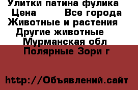 Улитки патина фулика › Цена ­ 10 - Все города Животные и растения » Другие животные   . Мурманская обл.,Полярные Зори г.